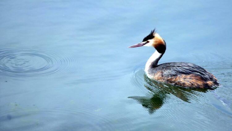 Bird Paradise