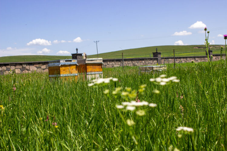 Bee Hives