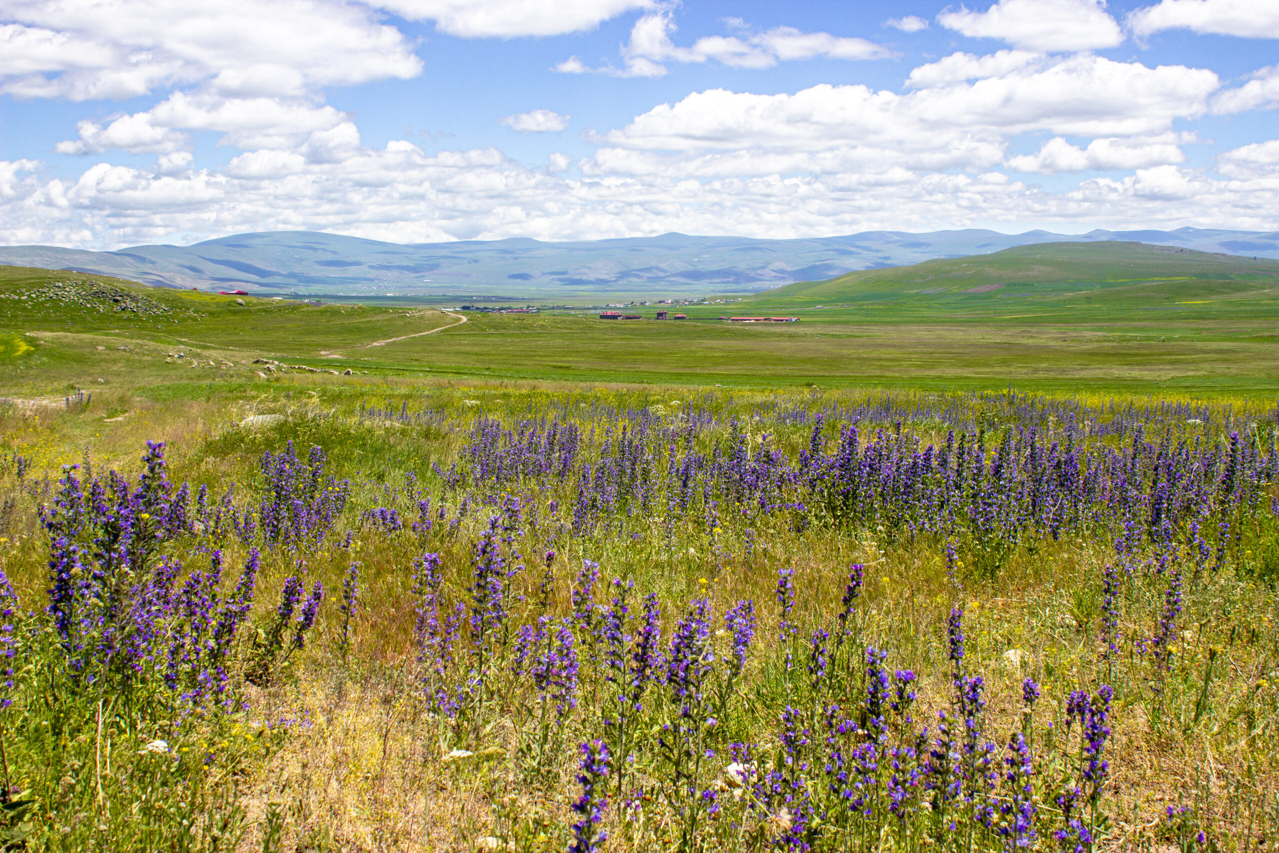 Yayla